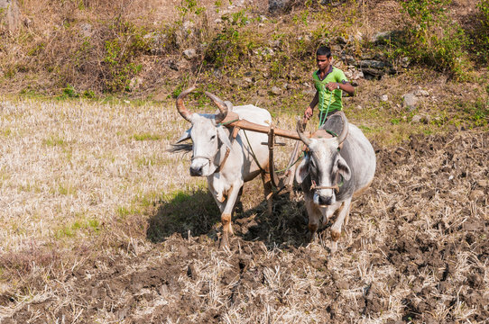 Indischer Bauer pflügt ein Feld mit zwei Ochsen vor dem Pflug