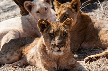 Lion cubs resting in the sun