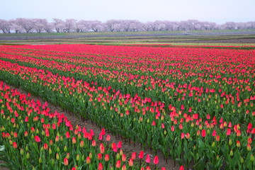 Tulips and cherry tree