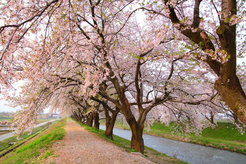Fototapeta na wymiar Cherry Blossom Path
