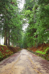Cedar avenue of Nikko