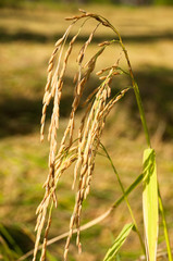Rice plant © sujadn