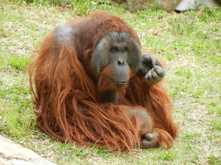 オラウータンのひととき