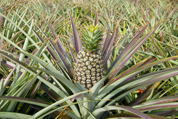 Fototapeta premium Fresh tropical pineapple