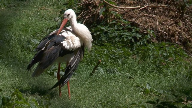 Storch