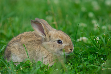 Gray rabbit on a green lawn