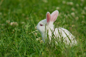 White rabbit on a green lawn