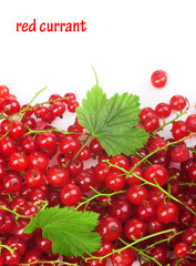 red currant