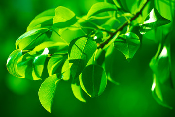 Green foliage in the morning sun beams