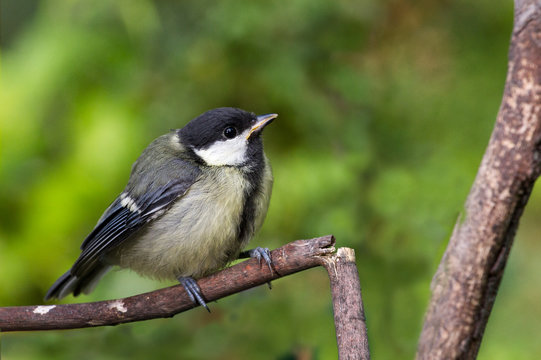 M&eacute;sange charbonni&egrave;re