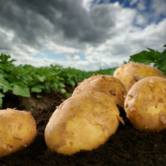 Freshly dug potatoes on a field