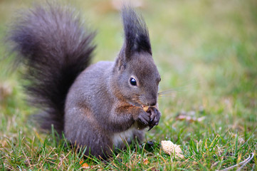 Squirrels in the park in Vienna