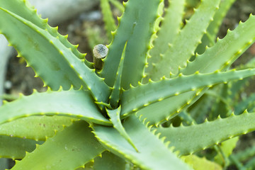 Aloe vera