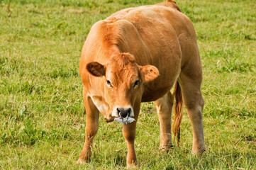 Wild bull, Cantabria (Spain)