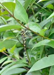 libellule