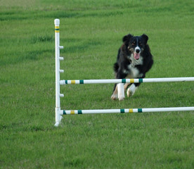 Dog Jumping at an Agility Training