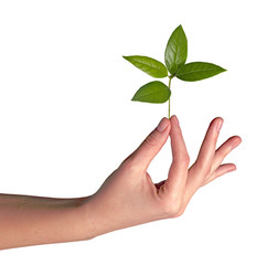 Woman with sapling in hand