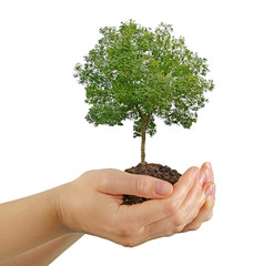 tree in hands
