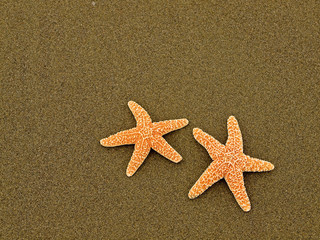Fototapeta na wymiar Two Starfish on a Wet Sandy Beach