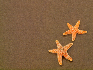Two Starfish on a Wet Sandy Beach