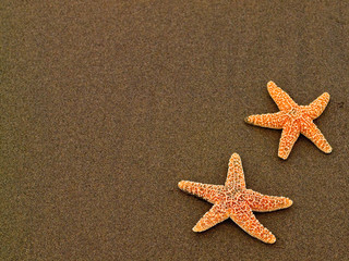 Fototapeta na wymiar Two Starfish on a Wet Sandy Beach