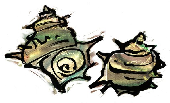Turban shell