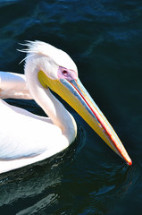 schwimmender Pelikan