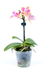Naklejka na ściany i meble orchid in a pot