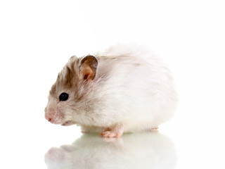 Cute hamster isolated white