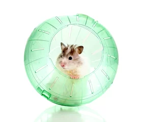 Keuken spatwand met foto Cute hamster popping out of green ball isolated white © Africa Studio