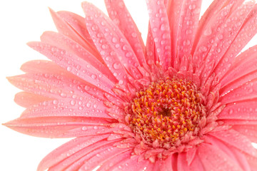 beautiful pink gerbera with drops isolated on white