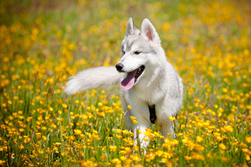 siberian husky puppy walking on the field © otsphoto