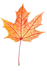 Leaf of maple