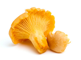 chanterelle mushrooms