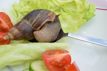 Salat