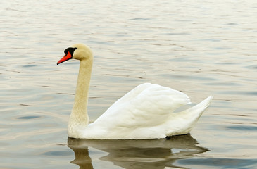 Swan on the water.