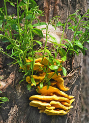 Baumpilz / Gelber Schwefelporling