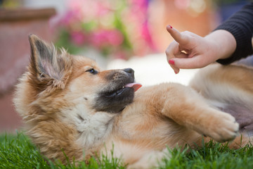 Mädchen warnt mit ihrem Finger einen Elo Welpen