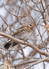 Fieldfare (Turdus pilaris)
