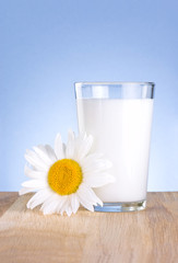 Obraz na płótnie Canvas Glass fresh milk and one chamomile flowers is wooden table on a