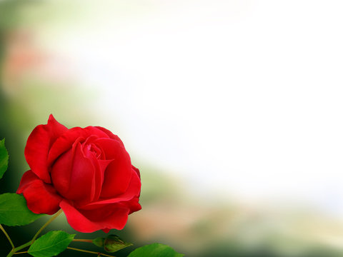 L' &eacute;crire sur une rose