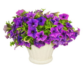 Pétunias violets