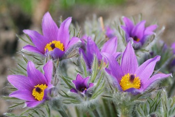 Fototapeta premium Kwiatki