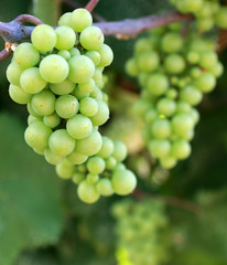 Beautiful young grapes! Jule. White grapes on the branch.