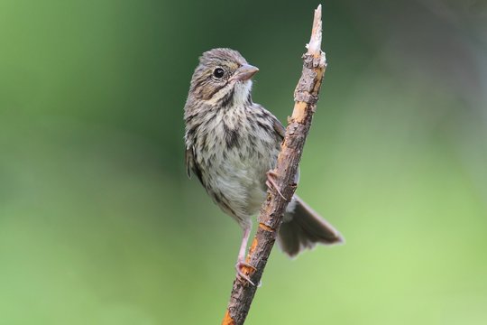 Juvenile Song Sparrow (Melospiza melodia)