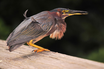 Feather in the Wind