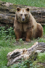 Obraz premium Braunbär