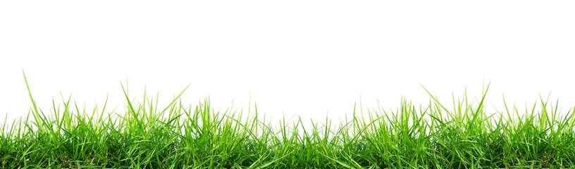 Aluminium Prints Grass grass