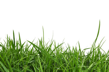 Green Grass © antpkr