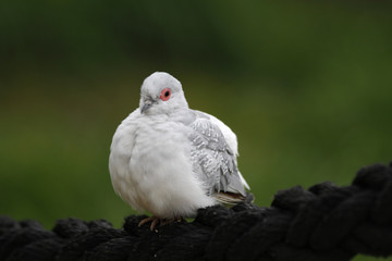 Diamanttäubchen